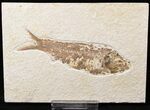 Bargain Knightia Fossil Fish - Wyoming #18321-1